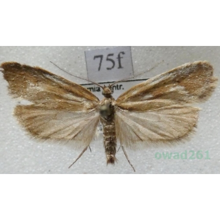 Epinotia solandriana (Linnaeus, 1758) Czech75f